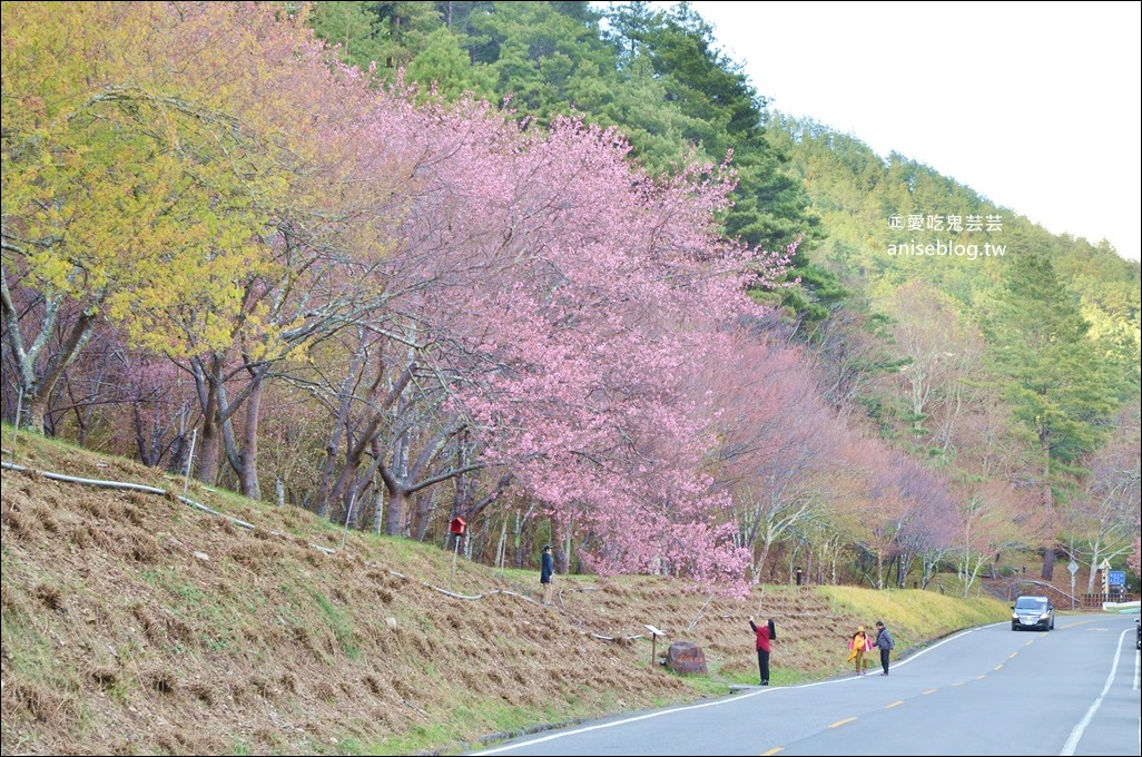 武陵農場櫻花季一日遊行程，宜蘭、台中景點(姊姊遊記)