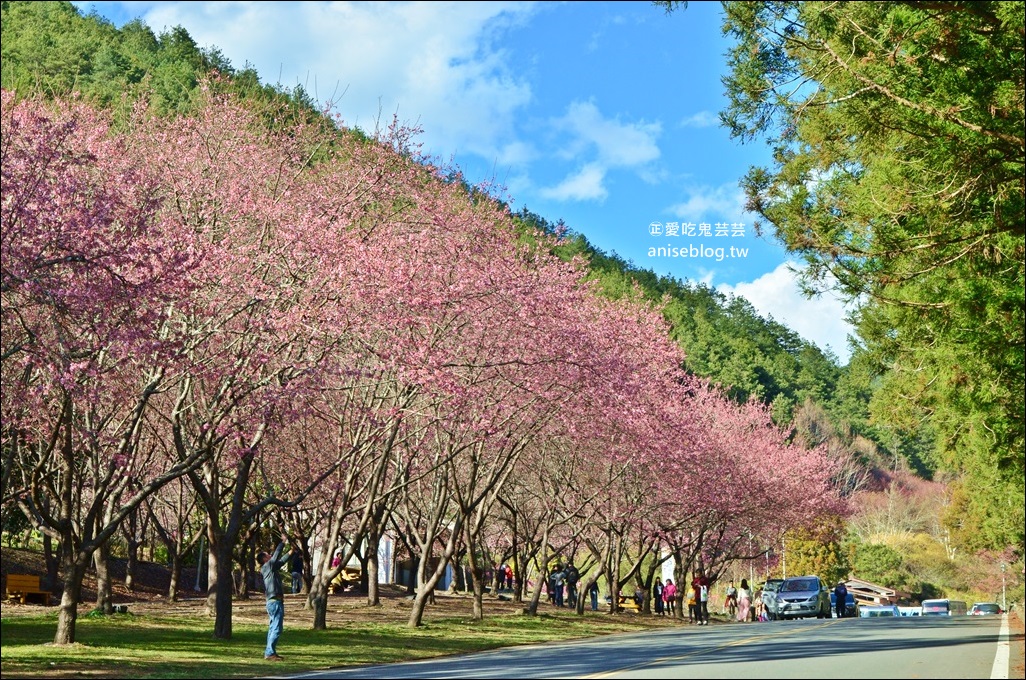 武陵農場櫻花季一日遊行程，宜蘭、台中景點(姊姊遊記)