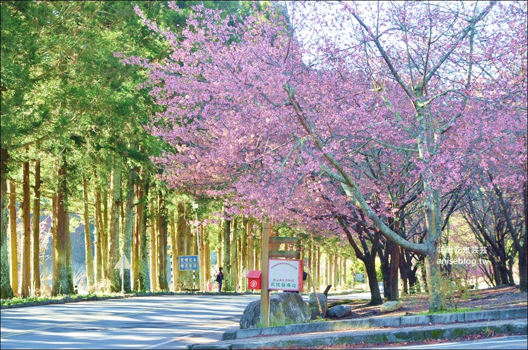 武陵農場櫻花季一日遊行程，宜蘭、台中景點(姊姊遊記)