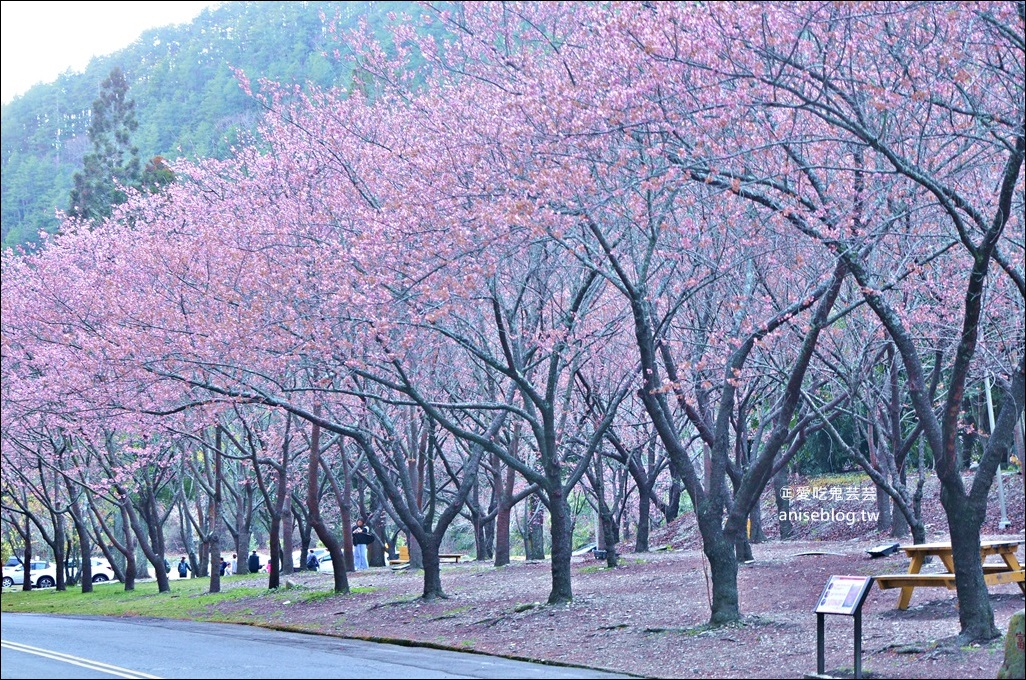 武陵農場櫻花季一日遊行程，宜蘭、台中景點(姊姊遊記)