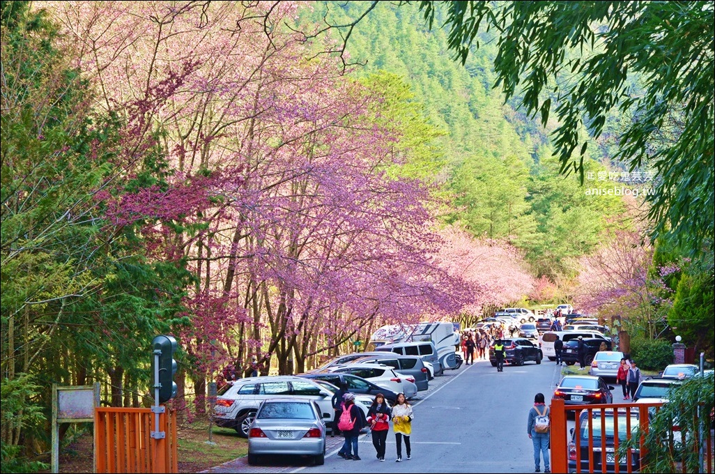 武陵農場櫻花季一日遊行程，宜蘭、台中景點(姊姊遊記)