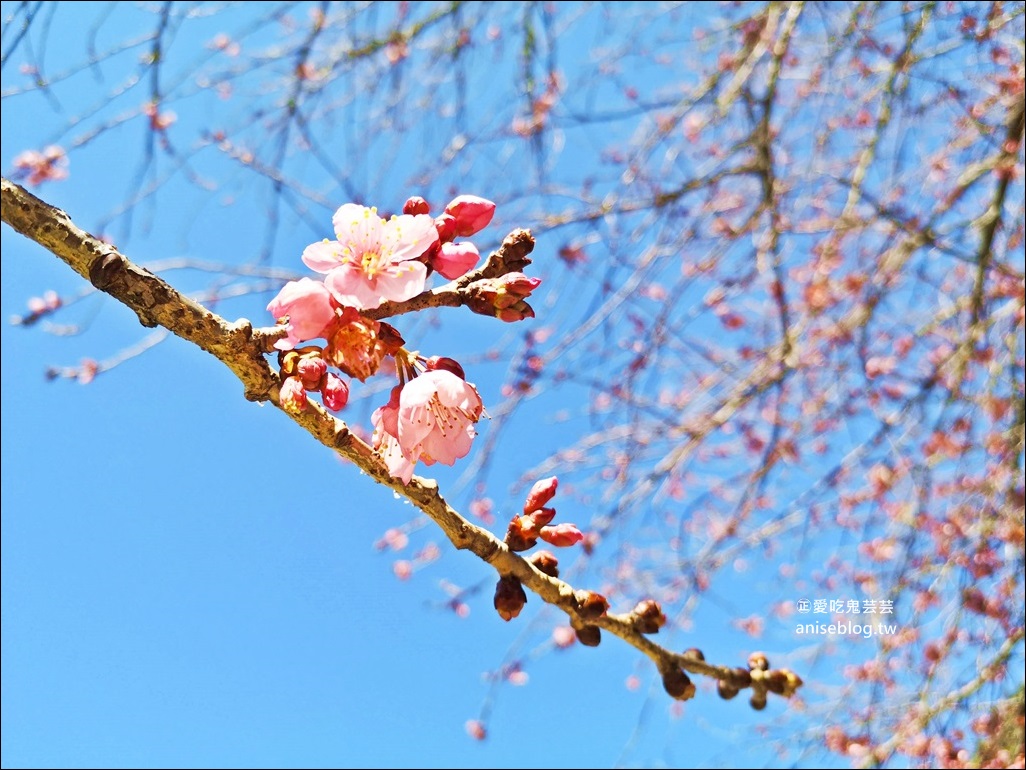 武陵農場櫻花季一日遊行程，宜蘭、台中景點(姊姊遊記)