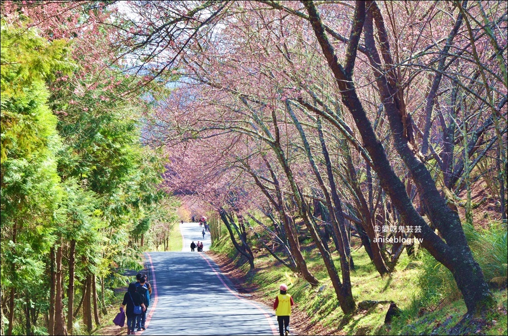 武陵農場櫻花季一日遊行程，宜蘭、台中景點(姊姊遊記)