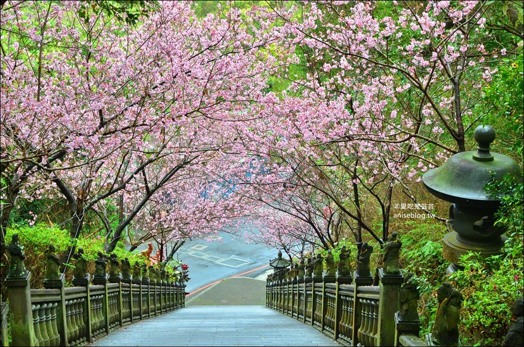 碧山巖絕美粉色櫻花+秘境咖啡俯瞰台北極佳視野，內湖小旅行(姊姊遊記) @愛吃鬼芸芸