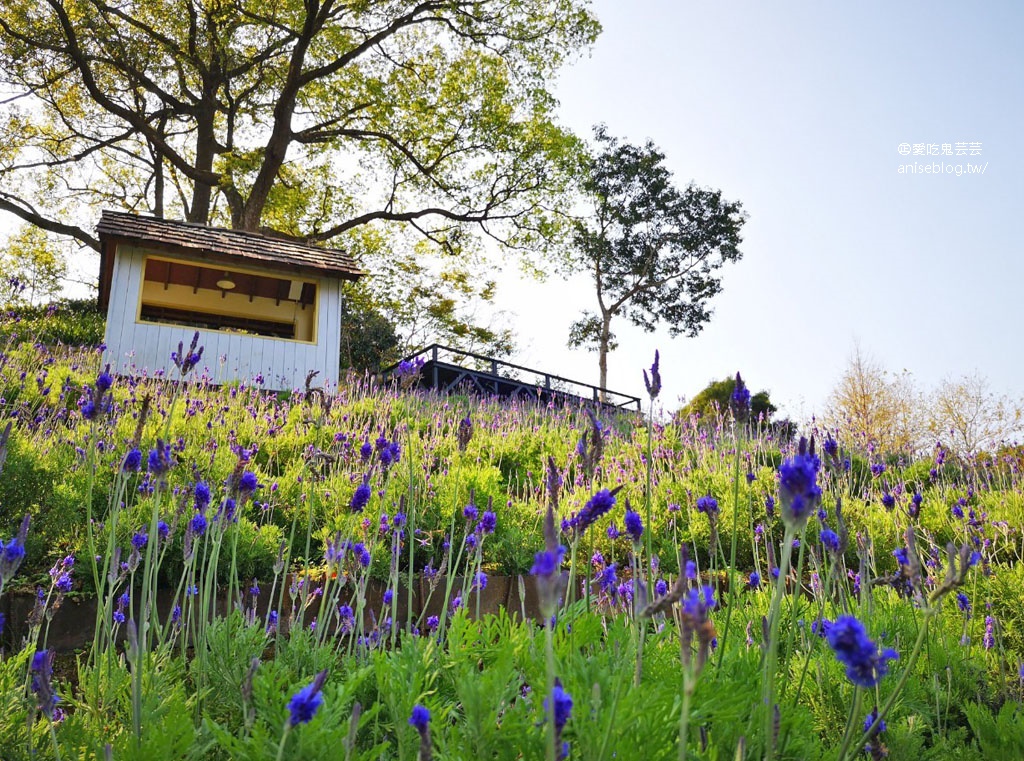 薰衣草森林台中新社店孝親之旅，住宿、用餐、遊園2天1夜好充實！