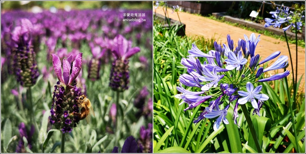 內雙溪自然中心藥用植物園，台北近郊親子旅行(姊姊遊記) @愛吃鬼芸芸