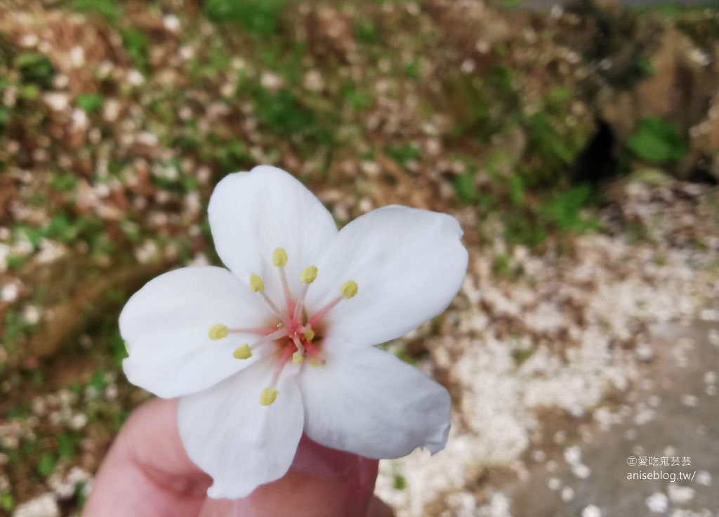 卓也小屋藏山館辦桌趣！還有油桐花和螢火蟲 😍