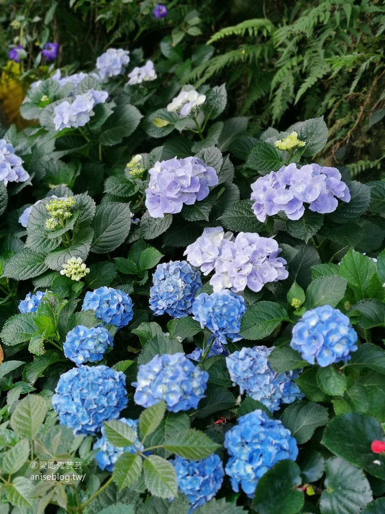 卓也小屋藏山館辦桌趣！還有油桐花和螢火蟲 😍