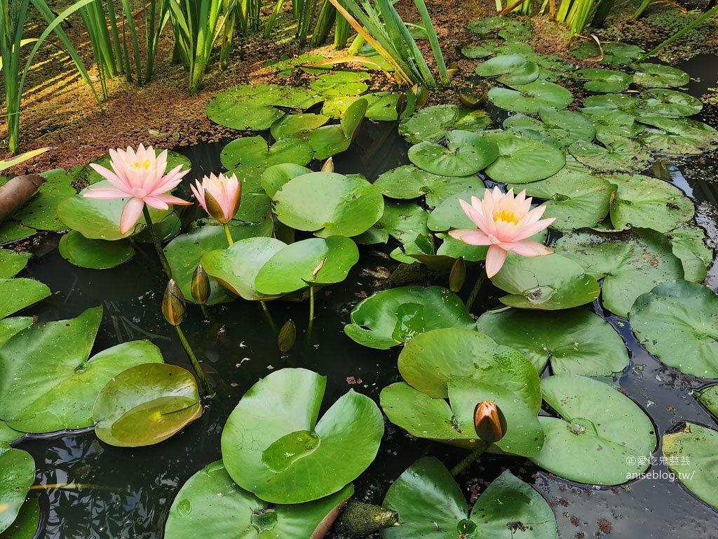 卓也小屋藏山館辦桌趣！還有油桐花和螢火蟲 😍