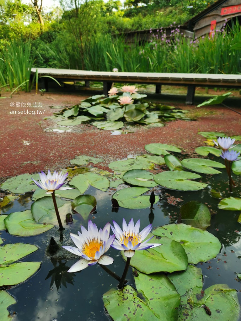 卓也小屋藏山館辦桌趣！還有油桐花和螢火蟲 😍