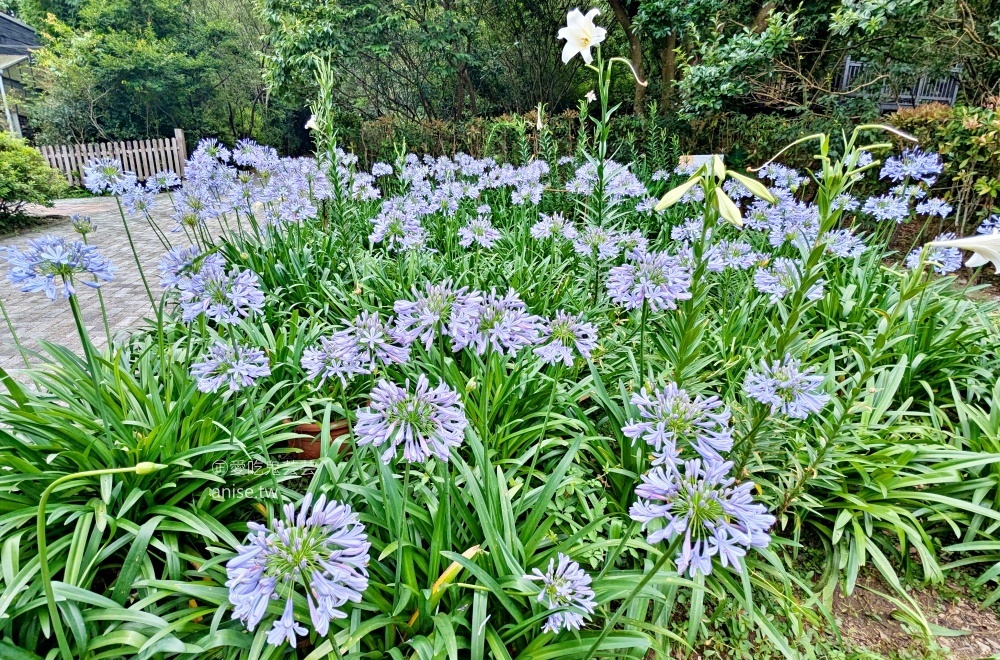 內雙溪自然中心(百子蓮花季期間限定開放)+藥用植物園，台北近郊親子旅行(姊姊遊記)