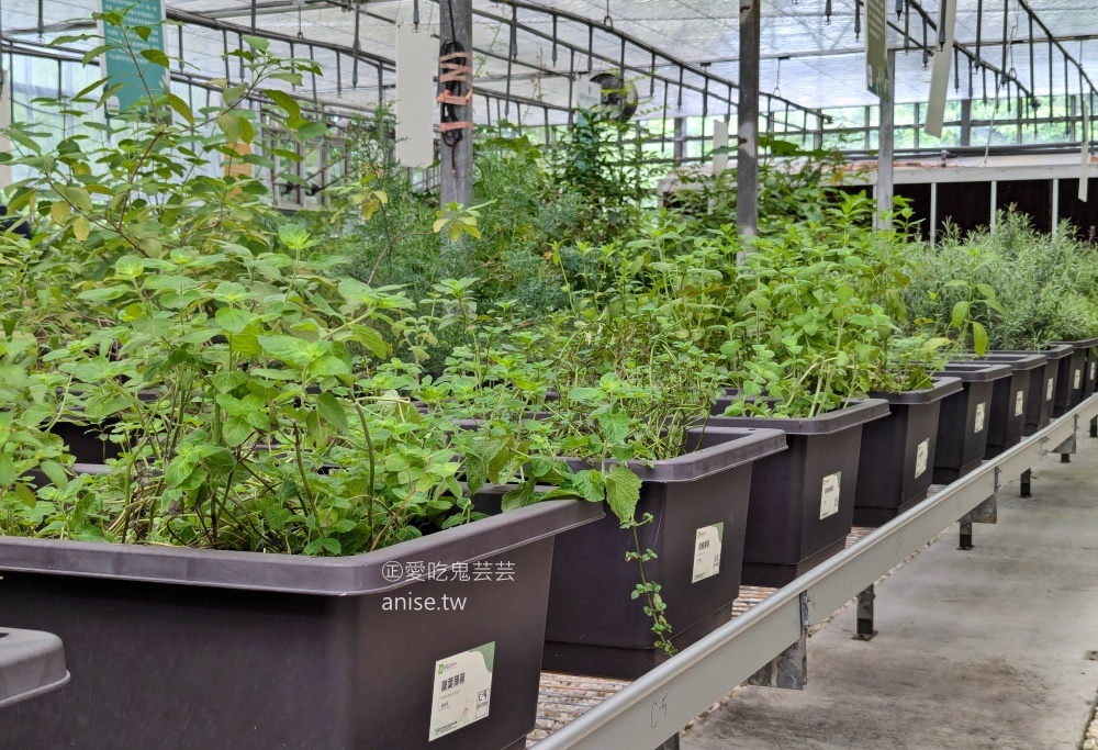 內雙溪自然中心(百子蓮花季期間限定開放)+藥用植物園，台北近郊親子旅行(姊姊遊記)
