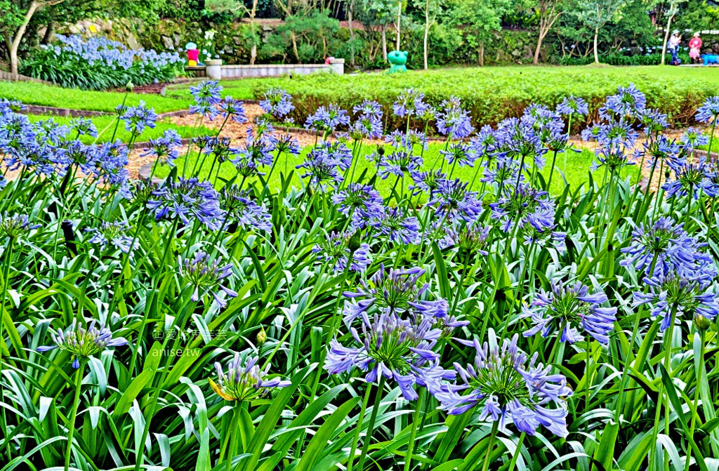 內雙溪自然中心(百子蓮花季期間限定開放)+藥用植物園，台北近郊親子旅行(姊姊遊記) @愛吃鬼芸芸