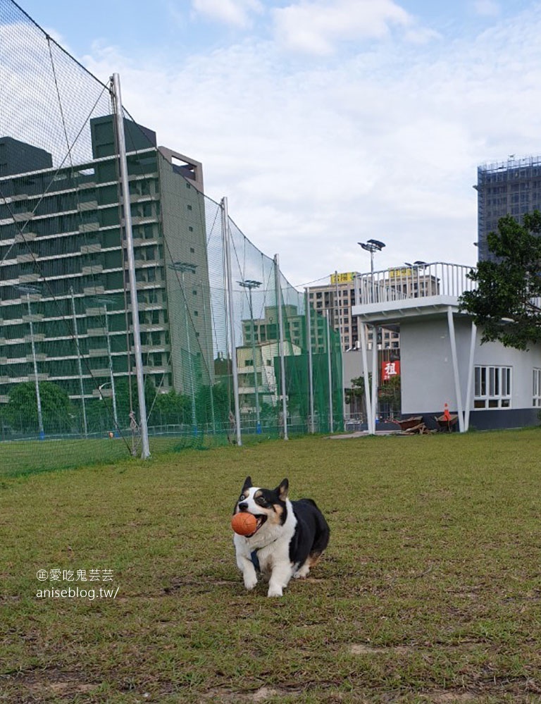 桃園 | 走走咖啡，在地人大推的專業咖啡店 (文末有邊境牧羊犬+柯基犬)