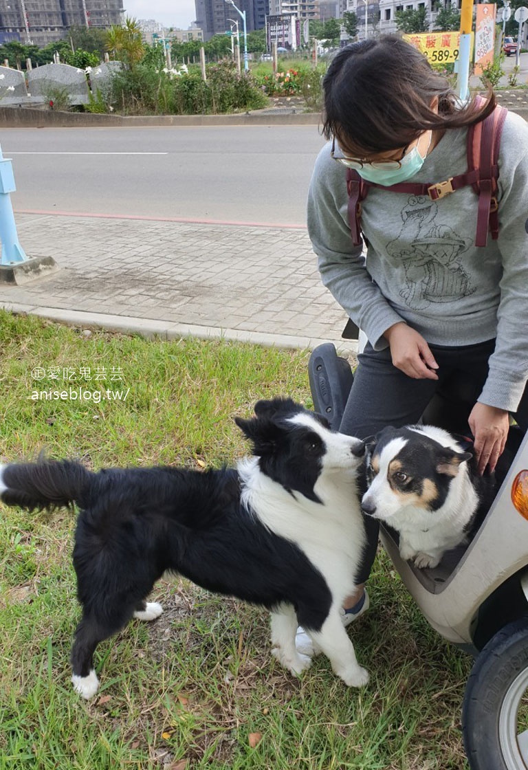 桃園 | 走走咖啡，在地人大推的專業咖啡店 (文末有邊境牧羊犬+柯基犬)