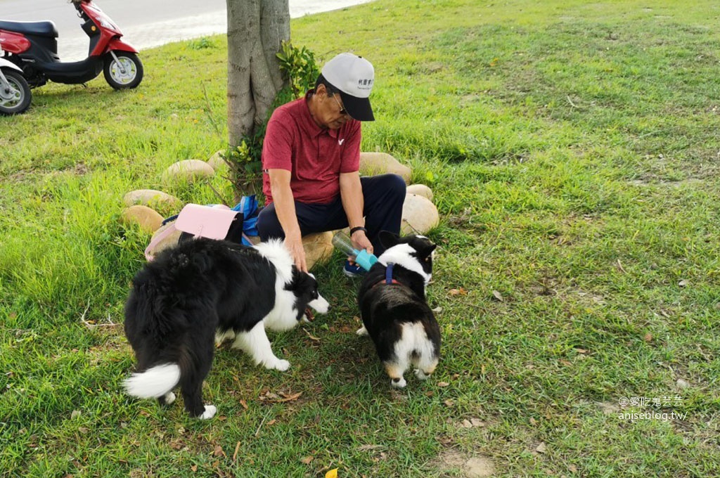 桃園 | 走走咖啡，在地人大推的專業咖啡店 (文末有邊境牧羊犬+柯基犬)