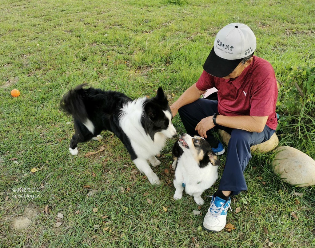 桃園 | 走走咖啡，在地人大推的專業咖啡店 (文末有邊境牧羊犬+柯基犬)