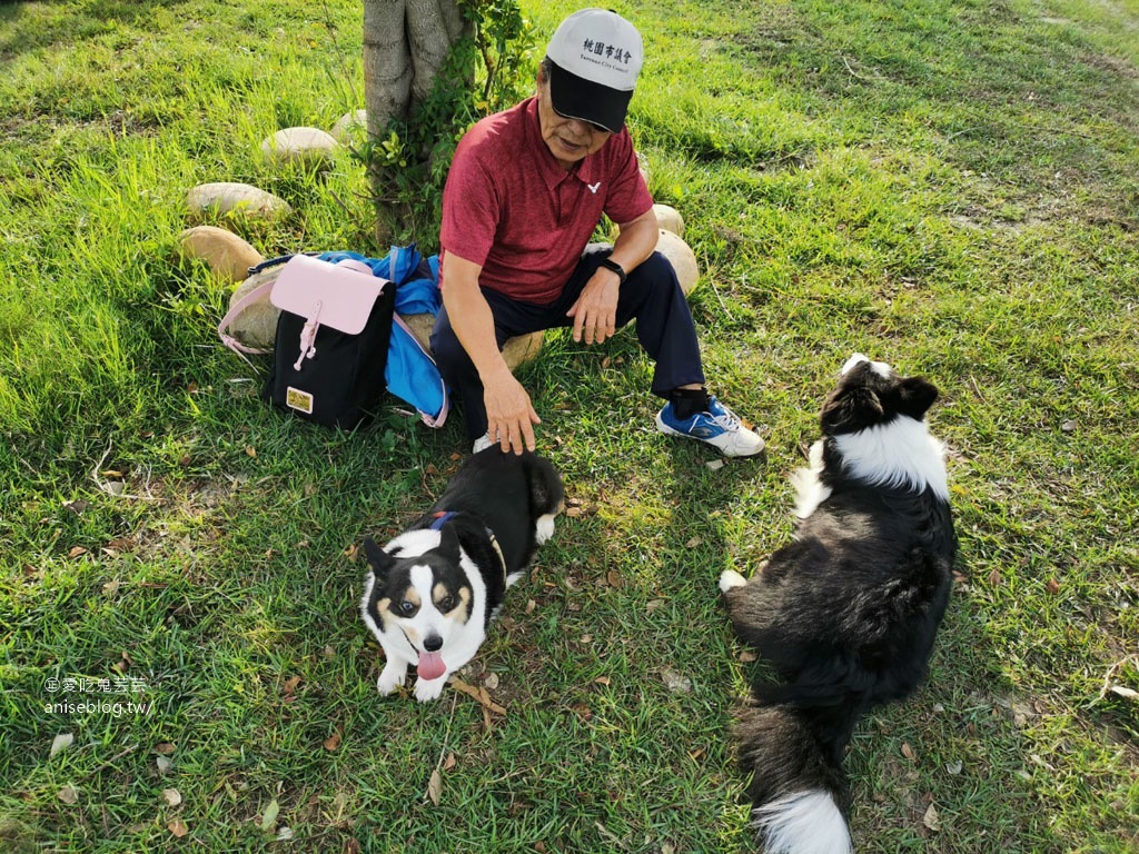 桃園 | 走走咖啡，在地人大推的專業咖啡店 (文末有邊境牧羊犬+柯基犬)