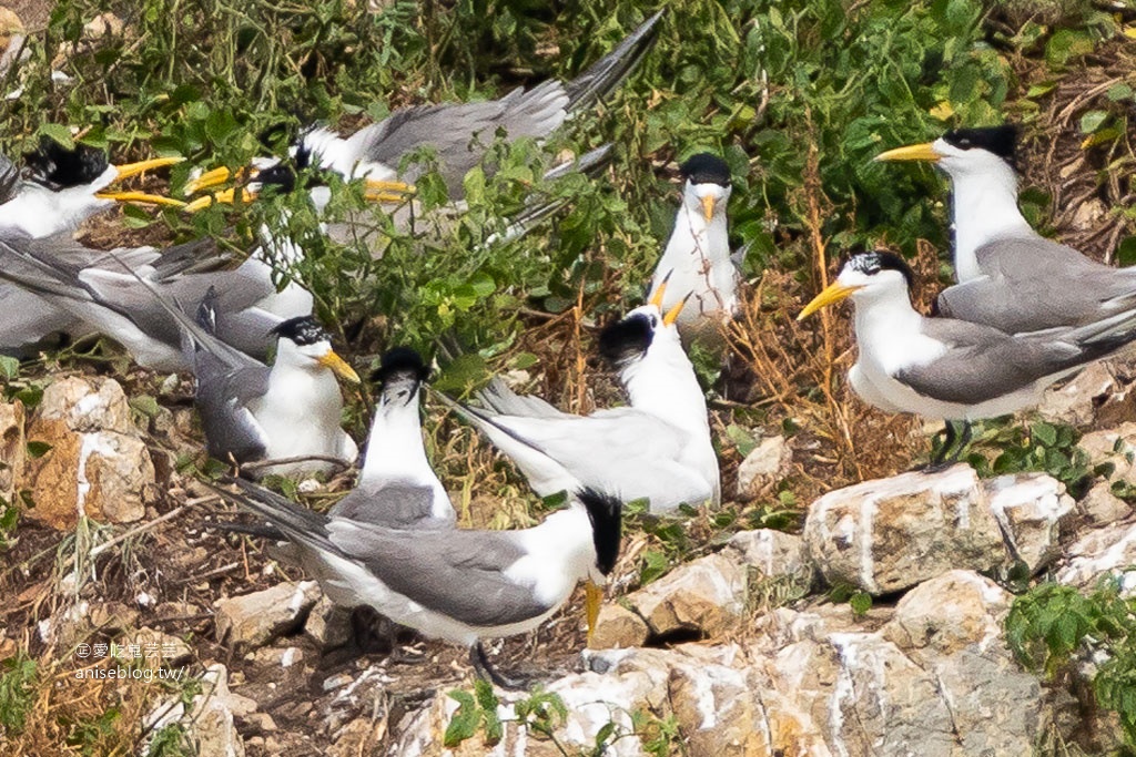 全球僅存百隻 「神話之鳥」，黑嘴端鳳頭燕鷗，馬祖北竿看得到！