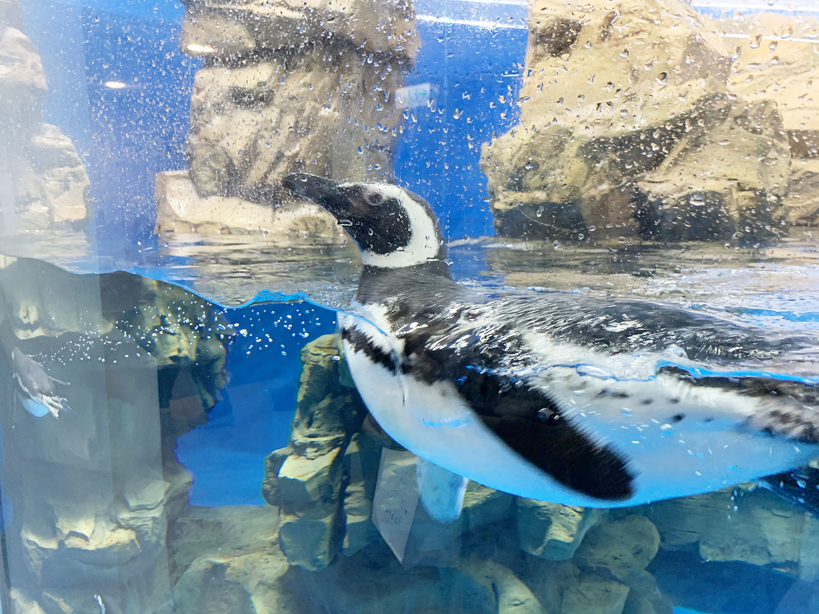 北台灣最大水族館Xpark即將開幕，萌企鵝陪你喝咖啡，超可愛😍😍😍