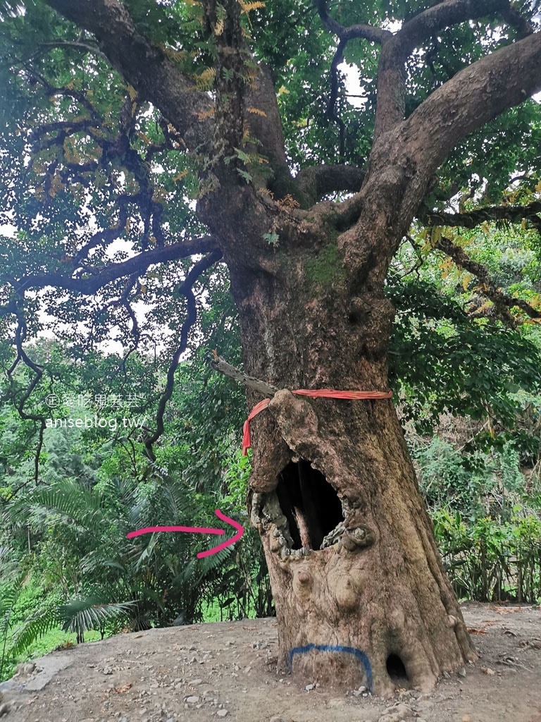 茄苳神木，300歲老神木樹洞裡藏著台灣！😍