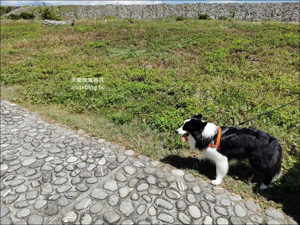 宜蘭賞鯨豚+龜山島登島+牛奶海，搭雙船底遊艇蘭鯨號(姊姊遊記)