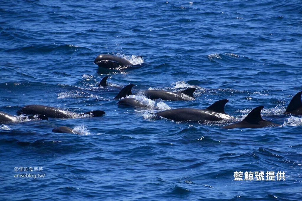 宜蘭賞鯨豚+龜山島登島+牛奶海，搭雙船底遊艇蘭鯨號(姊姊遊記)