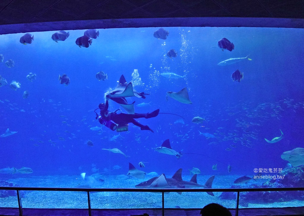 夜宿海生館1泊3食，來去海生館住一晚！行前注意事項、特殊活動、提供餐點、盥洗….等