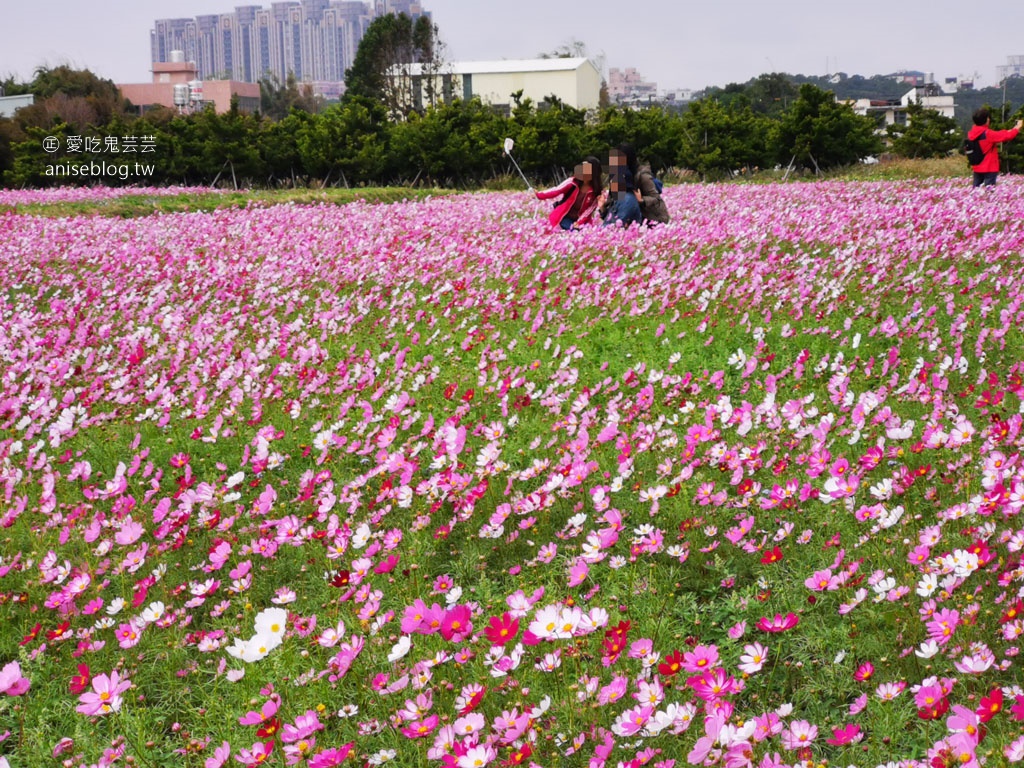 八德落羽松森林+波斯菊花海，可愛極了！