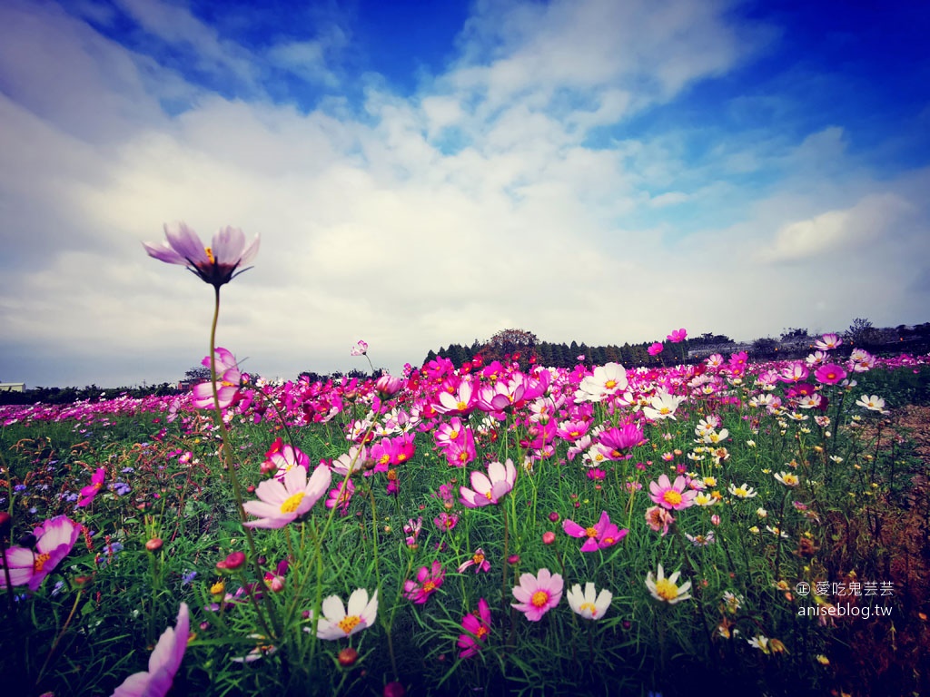 八德落羽松森林+波斯菊花海，可愛極了！