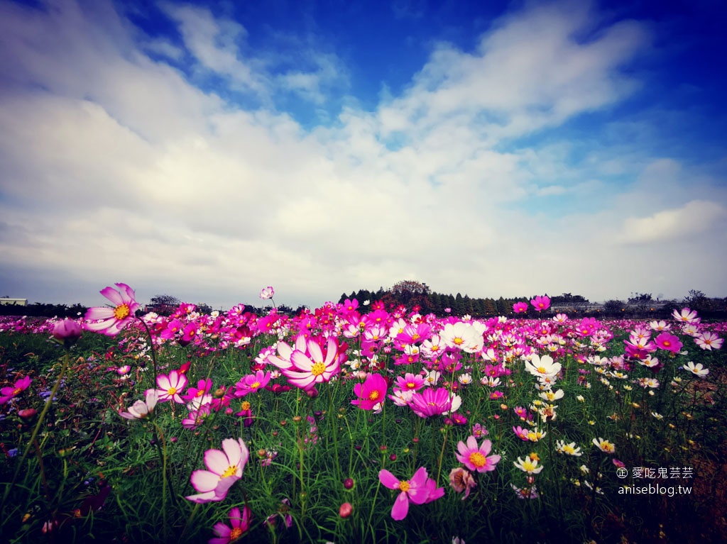 八德落羽松森林+波斯菊花海，可愛極了！