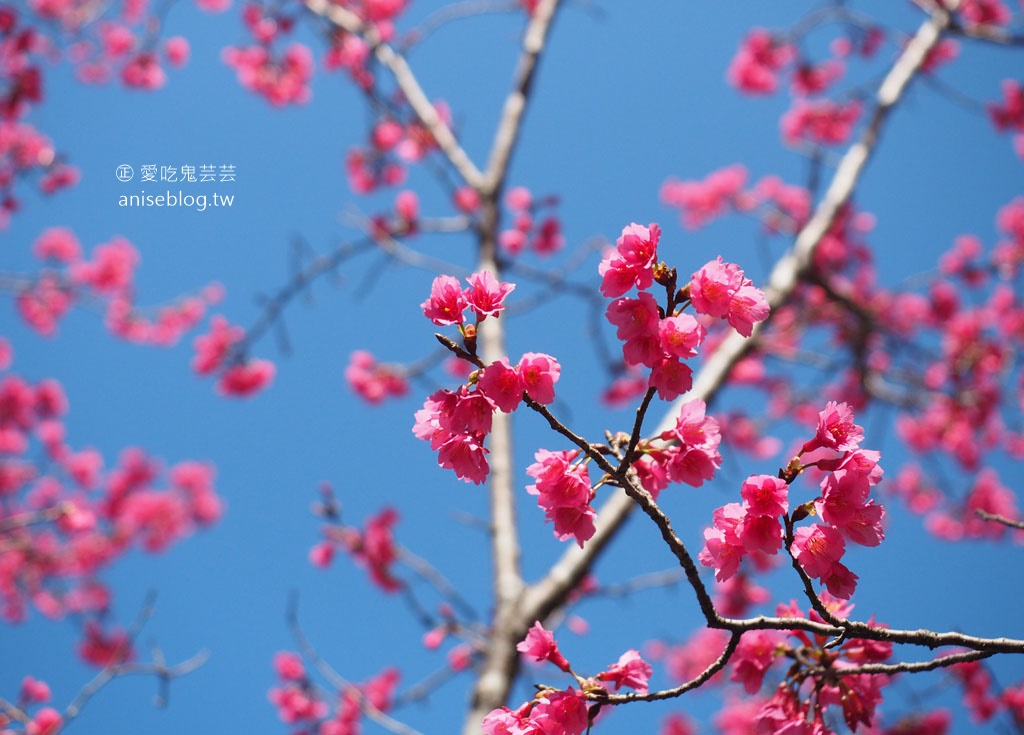 台灣好行觀霧線，暢遊雪霸農場、清泉五峰，絕美風景此生必來！(圖多)