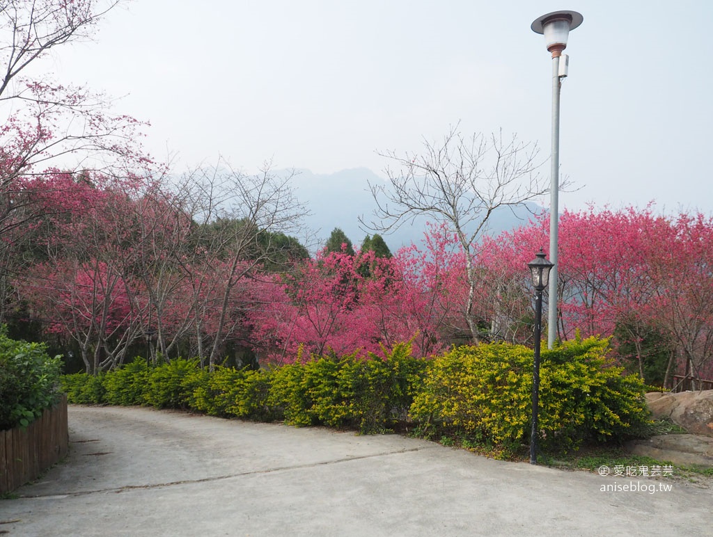 五峰清泉賞櫻(上)：張學良故居、三毛夢屋、清泉吊橋、老王客棧，夜宿滿滿櫻花的悅峰山莊(夜櫻、星軌)