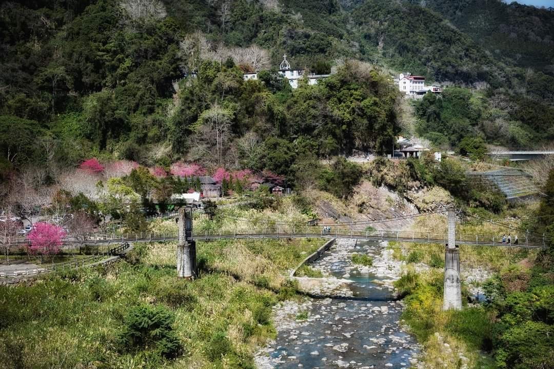 五峰清泉賞櫻(上)：張學良故居、三毛夢屋、清泉吊橋、老王客棧，夜宿滿滿櫻花的悅峰山莊(夜櫻、星軌)