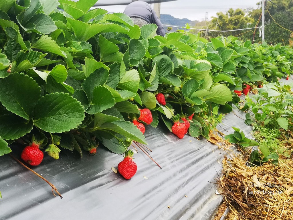 大湖草莓半日遊 | 春不老農園、花間集巨無霸草莓冰、醉心亭客家料理、卓也小屋書園子