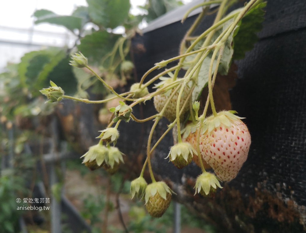 大湖草莓半日遊 | 春不老農園、花間集巨無霸草莓冰、醉心亭客家料理、卓也小屋書園子