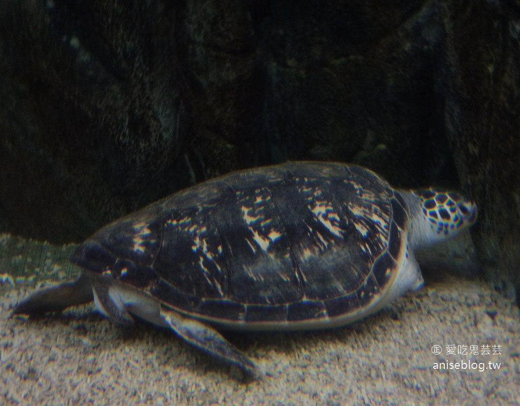 澎湖景點推薦 | 澎湖水族館，親子、雨天備案、避暑好去處，最推薦大洋池餵食秀！