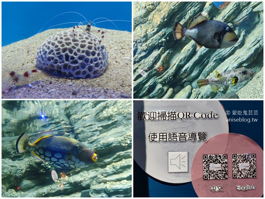 澎湖景點推薦 | 澎湖水族館，親子、雨天備案、避暑好去處，最推薦大洋池餵食秀！