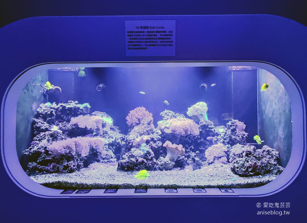 澎湖景點推薦 | 澎湖水族館，親子、雨天備案、避暑好去處，最推薦大洋池餵食秀！