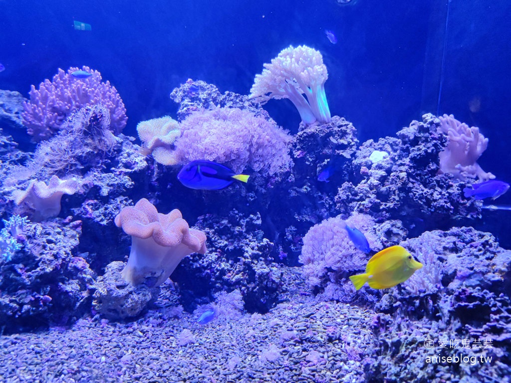 澎湖景點推薦 | 澎湖水族館，親子、雨天備案、避暑好去處，最推薦大洋池餵食秀！