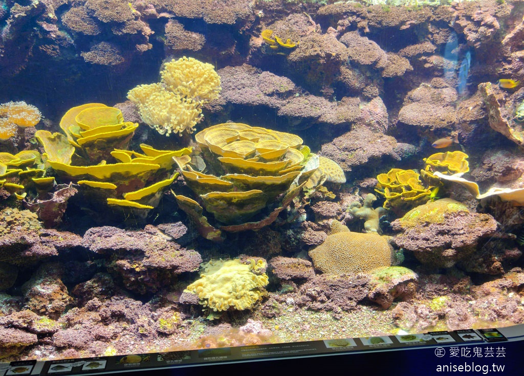 澎湖景點推薦 | 澎湖水族館，親子、雨天備案、避暑好去處，最推薦大洋池餵食秀！