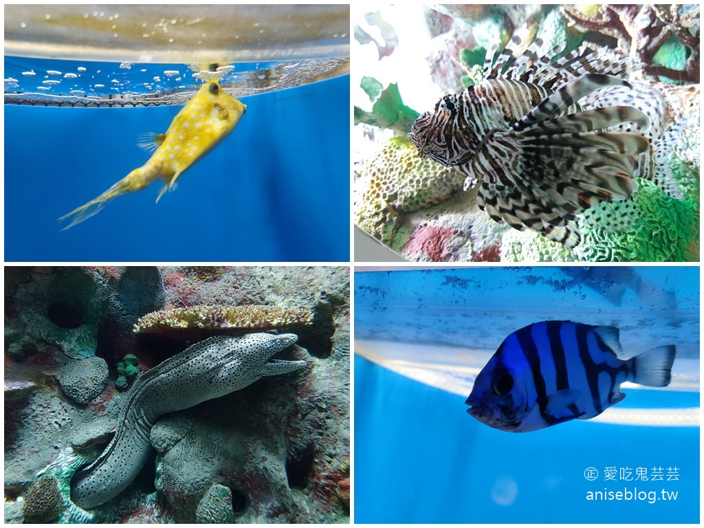 澎湖景點推薦 | 澎湖水族館，親子、雨天備案、避暑好去處，最推薦大洋池餵食秀！