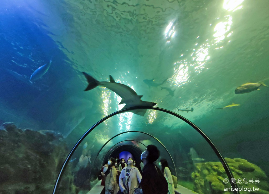 澎湖景點推薦 | 澎湖水族館，親子、雨天備案、避暑好去處，最推薦大洋池餵食秀！