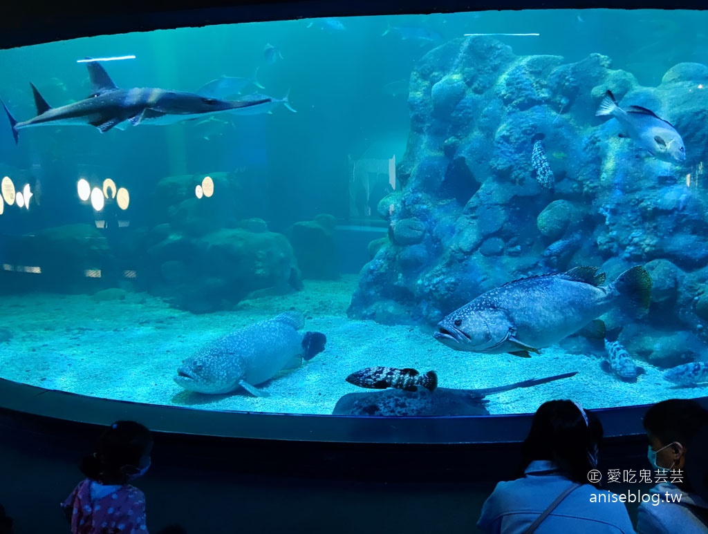 澎湖景點推薦 | 澎湖水族館，親子、雨天備案、避暑好去處，最推薦大洋池餵食秀！