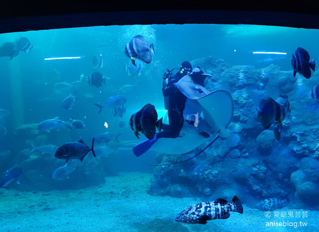 澎湖景點推薦 | 澎湖水族館，親子、雨天備案、避暑好去處，最推薦大洋池餵食秀！