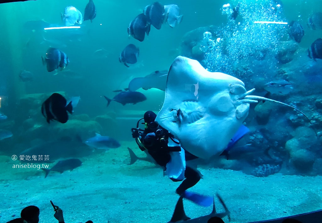 澎湖景點推薦 | 澎湖水族館，親子、雨天備案、避暑好去處，最推薦大洋池餵食秀！