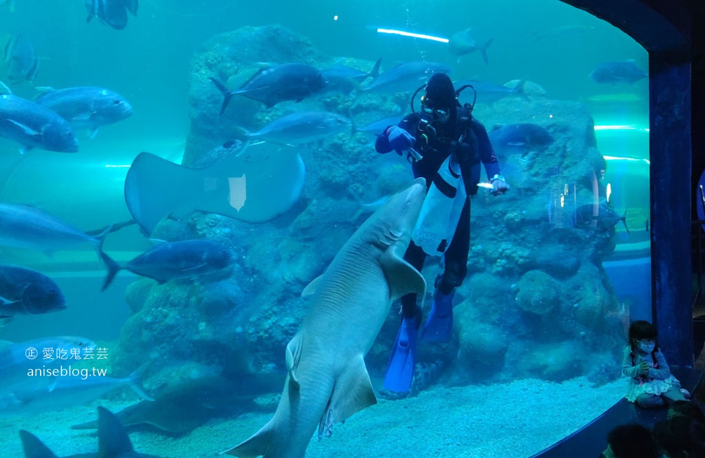 澎湖景點推薦 | 澎湖水族館，親子、雨天備案、避暑好去處，最推薦大洋池餵食秀！