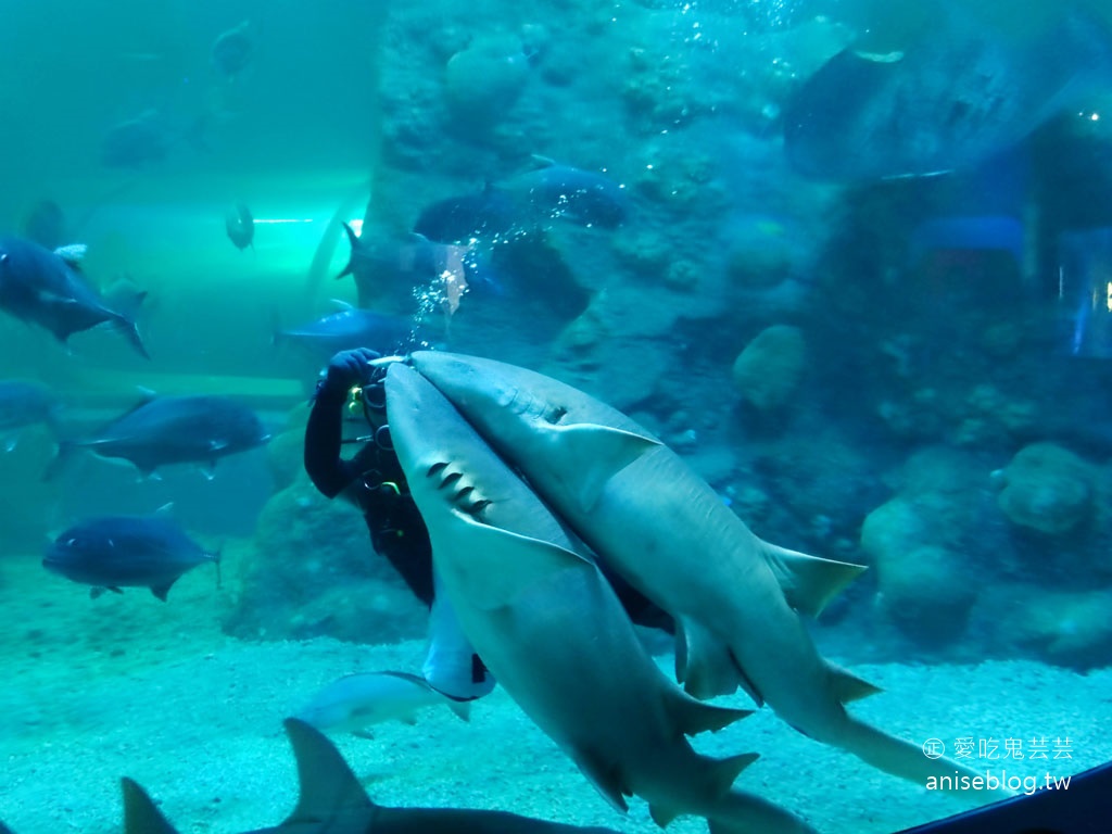 澎湖景點推薦 | 澎湖水族館，親子、雨天備案、避暑好去處，最推薦大洋池餵食秀！