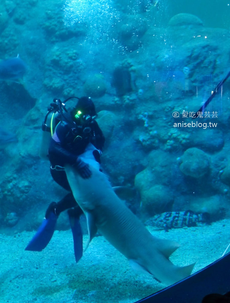 澎湖景點推薦 | 澎湖水族館，親子、雨天備案、避暑好去處，最推薦大洋池餵食秀！