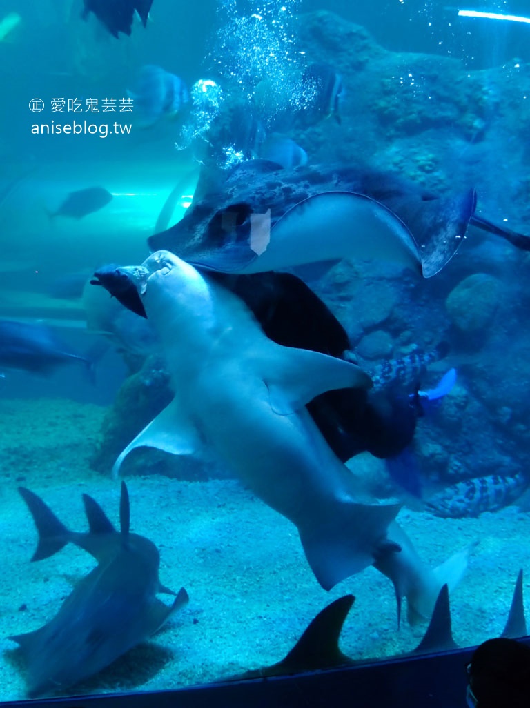 澎湖景點推薦 | 澎湖水族館，親子、雨天備案、避暑好去處，最推薦大洋池餵食秀！